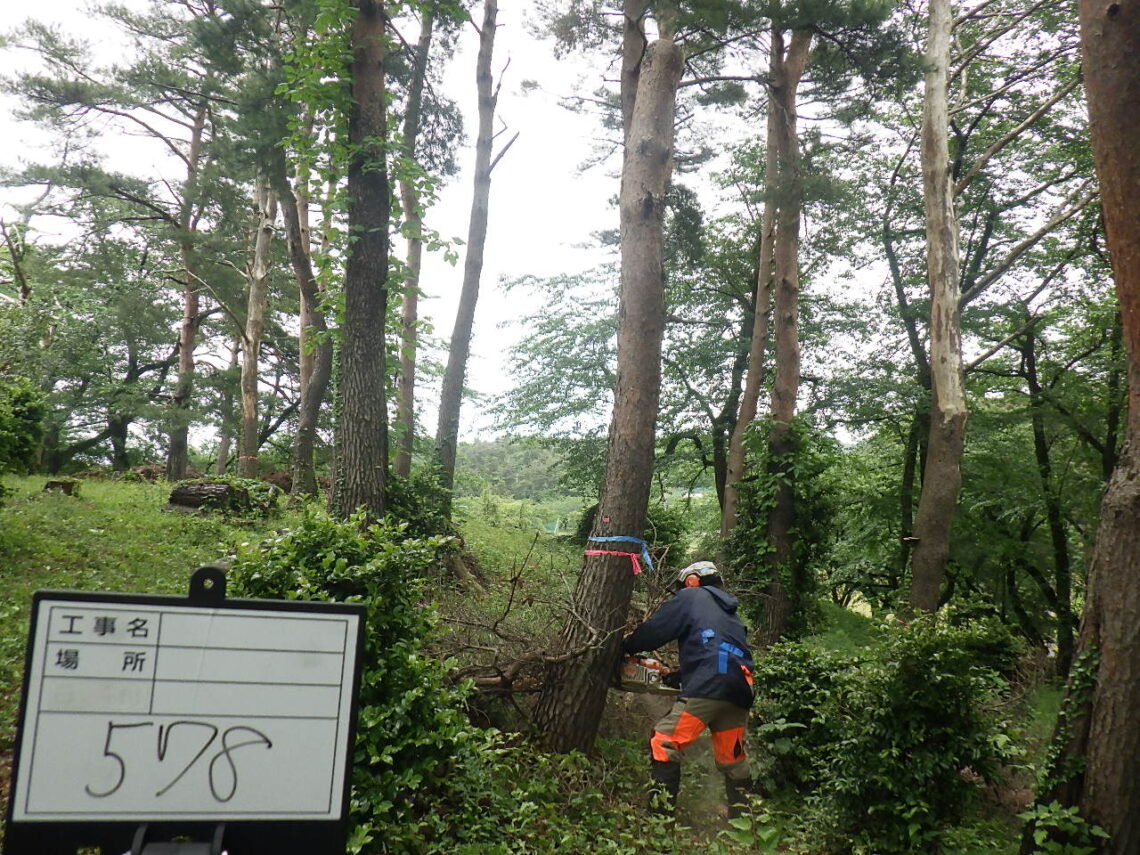 美山公園の松枯れ伐採くん蒸