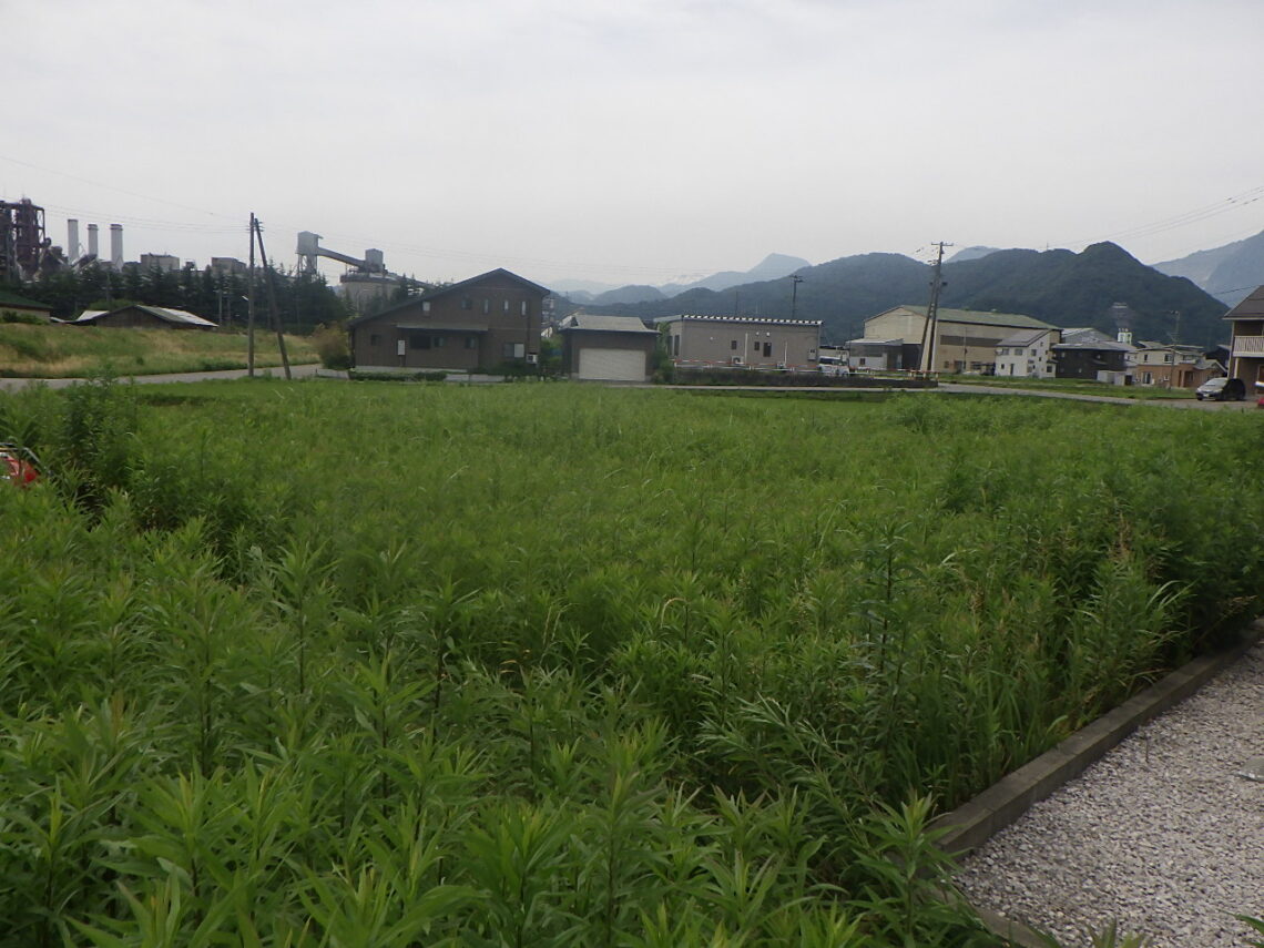 除草作業