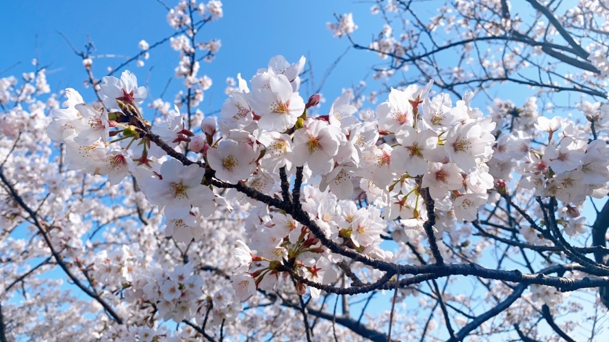 桜の木|満開|春|姫川|カネタ建設 IMG_6353