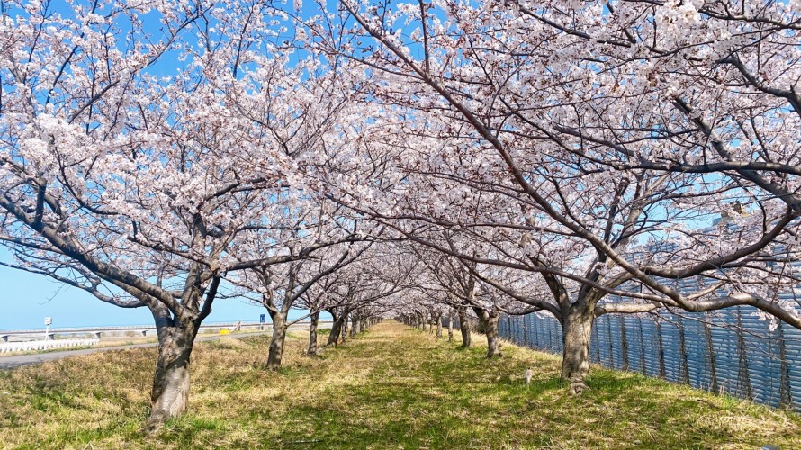 桜の木|満開|春|姫川|カネタ建設 IMG_6356