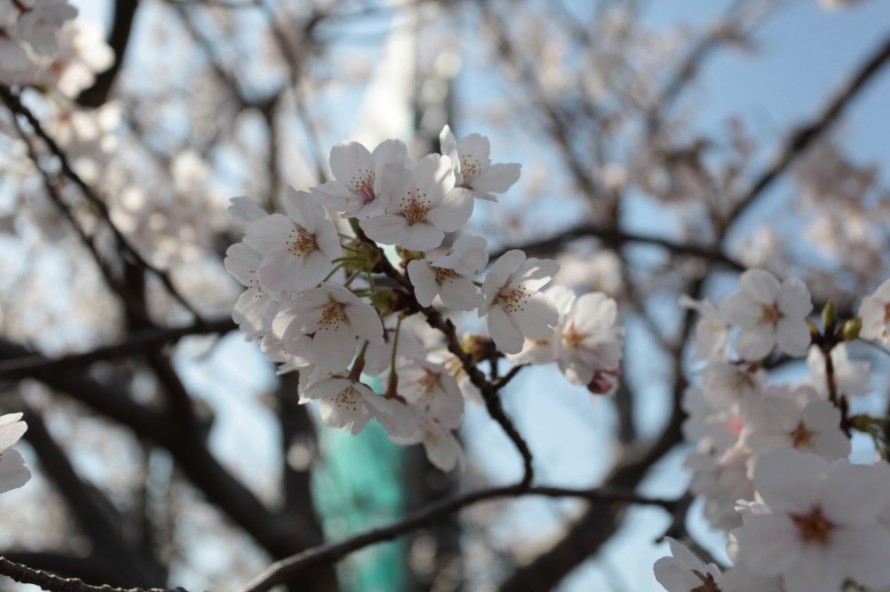 桜の木|満開|春|姫川|カネタ建設 IMG_82231-e1617242177560