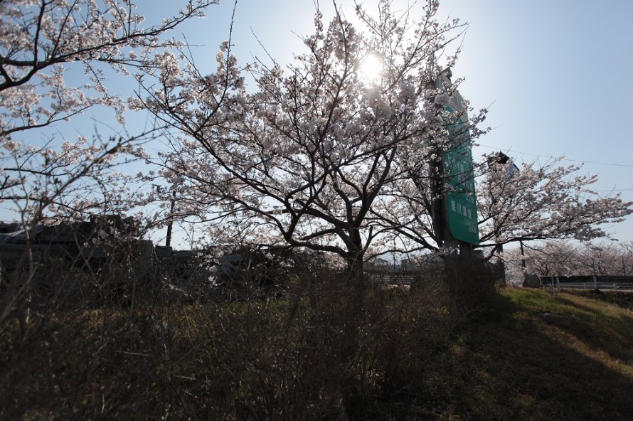 桜の木|満開|春|姫川|カネタ建設 IMG_8226