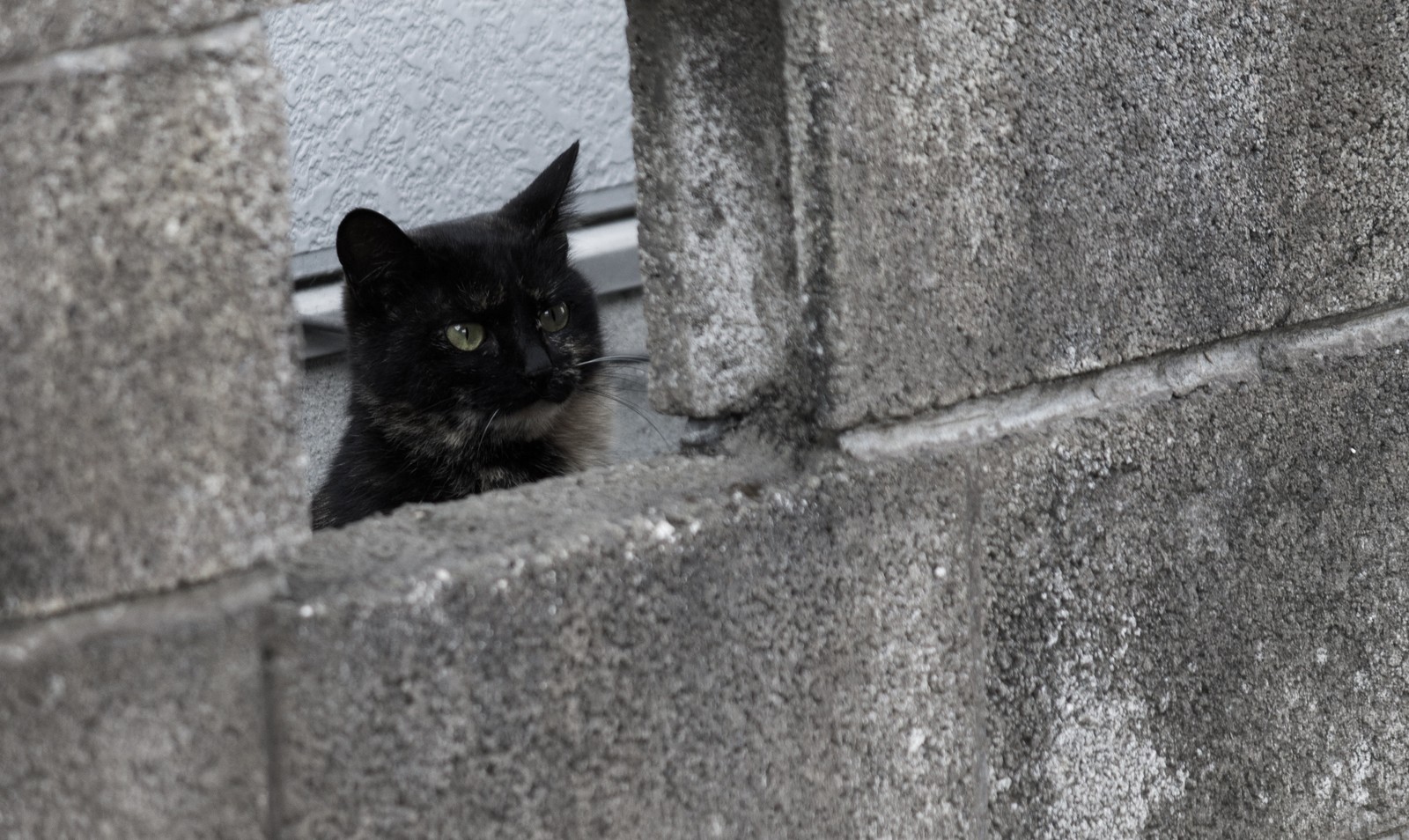 カネタ建設は上越・糸魚川地域で注文住宅をてがけている建設会社です